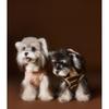 Tony Bear Pet Clothes Winter Sleeveless Vest Cute Felt Cookie Sweatshirt Bichon Schnauzer Teddy Small Dogs