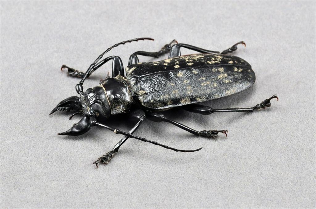 BACALYSO Nirvana size Жук-усач длинноусый магнитный иллюстрированный безопасный для пластиковых поверхностей орнамент с отделкой 1/1 фигурка, жук, крепится на холодильник