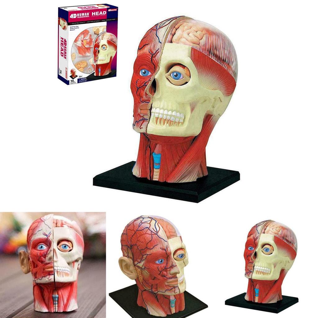 Высококачественная модель человеческого черепа с мозгом для точного медицинского и школьного образования