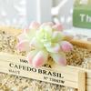 Easy Care Artificial Lotus Flower No Withering Creative Floral Accessories Succulents