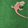 Water Absorbing Moisturizing Reptile Bed Waterproof Crawling a Pet Carpet  Lizard