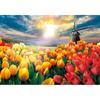 Пазл из 1000 деталей - яркое тюльпановое поле, популярная корейская головоломка