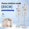 Модель скелета взрослого человека 85 см для обучения и анатомии позвоночника