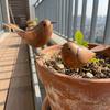 Rustic Metal Bird Sculptures Funny Retro Bird Statue Small Bird Figurine  Bird Enthusiasts Gift