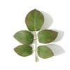 30/50Pcs Silk Rose Artificial Leaves Home Room Decor for Wedding Decoration Bride Wrist Flowers Artificial Plants DIY Gift Box
