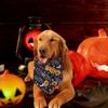 С колокольчиком Хэллоуин шарф для домашних животных дышащая тыква собака бандана фестиваль вечеринка