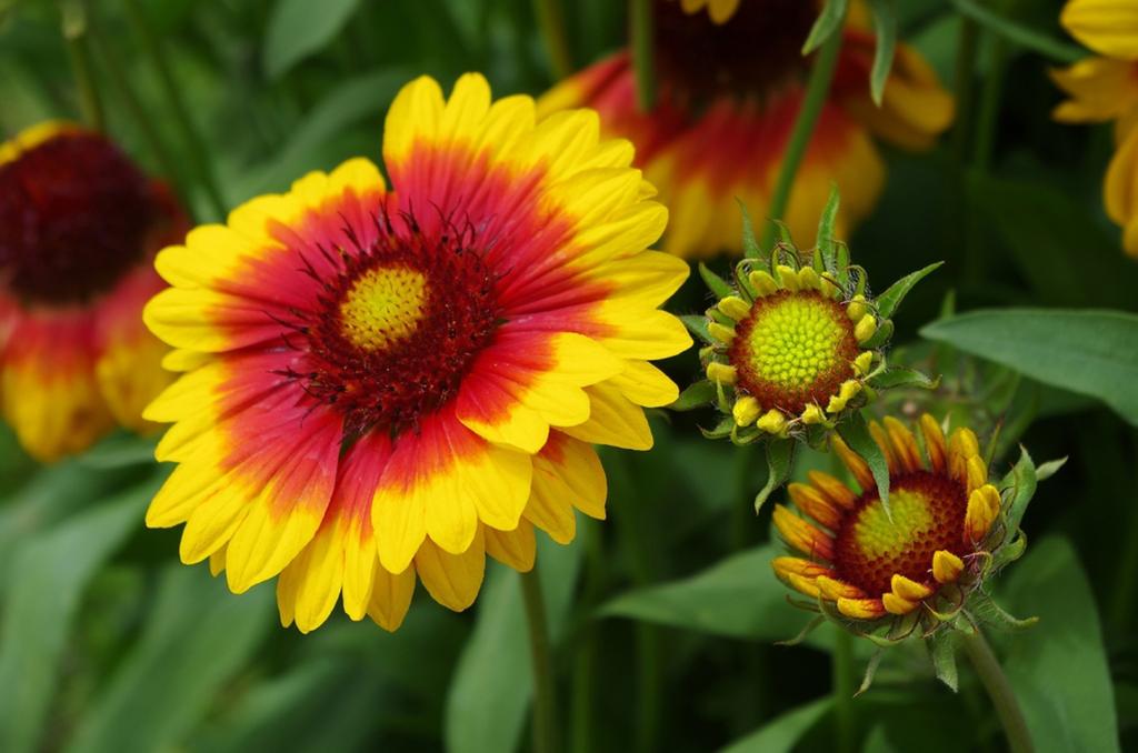 100 Gaillardia Seeds - Flowers Perennial Plants - Reproducible Peasant Seeds - Semiwild