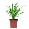 Golden Edge Spider Plant - Air-Purifying Potted Greenery for All Seasons