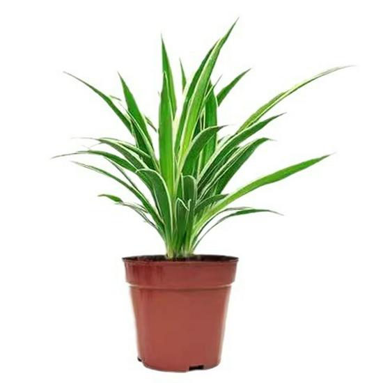 Golden Edge Spider Plant - Air-Purifying Potted Greenery for All Seasons