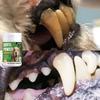 Pet Tooth Powder Helps Cultivate Good Care Habits for Furry Children and Protect Their Dental Health