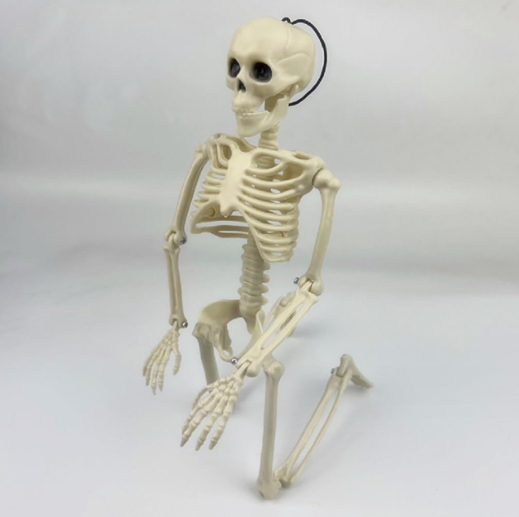 Skeleton Figure Object Drawing 40cm Model Interior Halloween