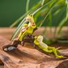 Creative Mini Frog Figurine for Succulent Bonsai, Cute Animal Decoration for Landscaping