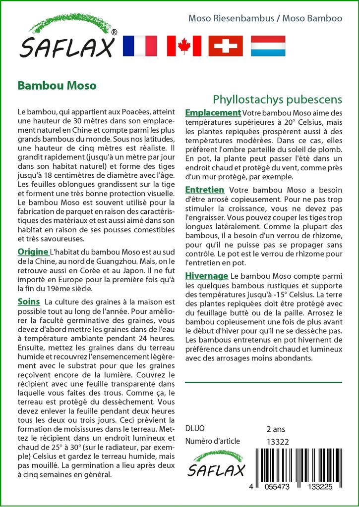 SAFLAX Мосо Бамбук - 20 семян - Phyllostachys pubescens