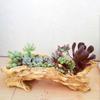Искусственный коряжник Plante, Контейнер-цветочный горшок из смолы, Неправильной формы для улицы