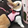 Ferret Small Animals Pet Lead Bunny Mesh Chest Hamster Vest Harness Rabbit Leash Collar