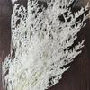 Everlasting White Dried Baby's Breath Flowers for Home Decor and Photography