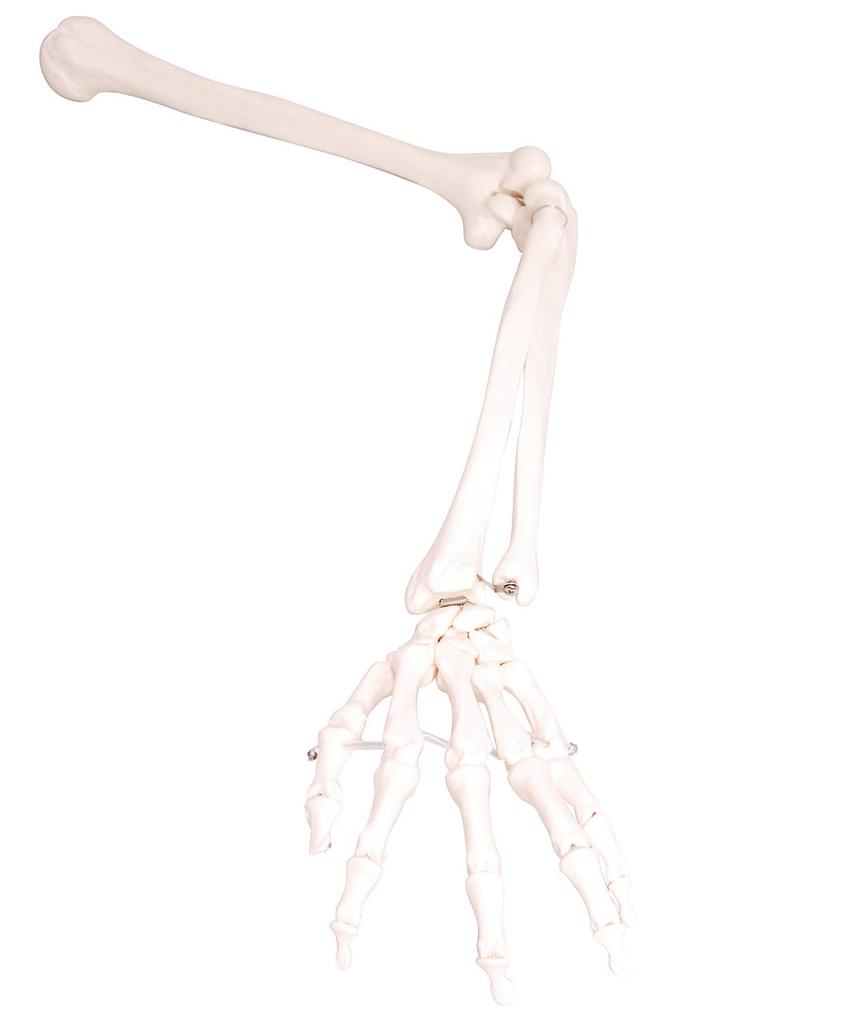 Monolife Human Anatomy Model, Upper Limb Bones, Humerus, Forearm, Wrist, Hand Bones, Life-Size, 73cm, Wired Model, Left Hand