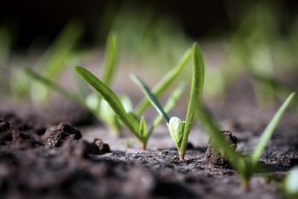 SAFLAX Garden in the Bag - Органический - Шпинат - Матадор - 300 семян - С субстратом в подходящем пакете - Spinacia oleracea