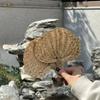 Ручной веер из пальмовых листьев, украшение для дома, соломенный веер, художественный ротанговый веер, лето