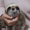 Cute Sloth Bradypod Plush Doll Wild Animal Stuffed Toy 28cm Kid Gift