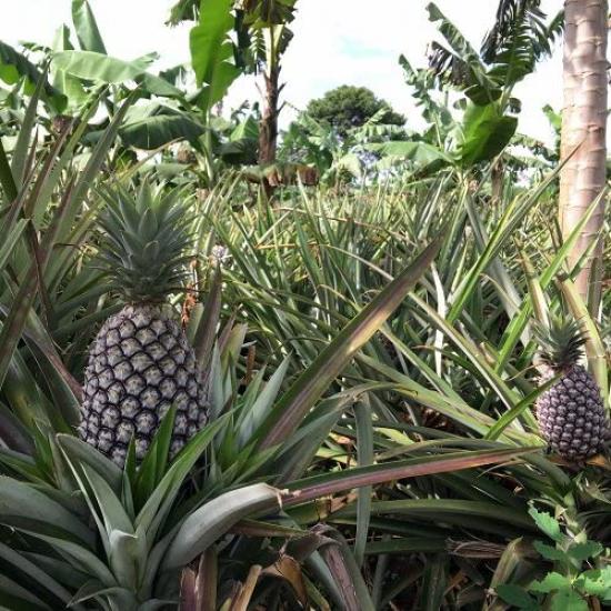 Угандийский сушеный ананас сырье 1 кг