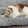 Non-slip Pet Plush Pad Warm Cat Cage Mattress Dog Sofa Bed Dog Bed Mat  Home