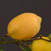 Luxury Artificial Lemon Branch Plastic Fake Plants Artificial Lemon Fruit  Home Garden