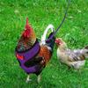 Farm Cock Training Harness Fashion Chicken Duck Vest Pet Leash Breathable Hen Belt Kippen Duck Walking Vest Chickens Accessories