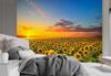 Wallpaper Sunflowers Field Nature