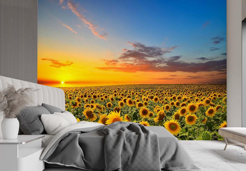 Wallpaper Sunflowers Field Nature