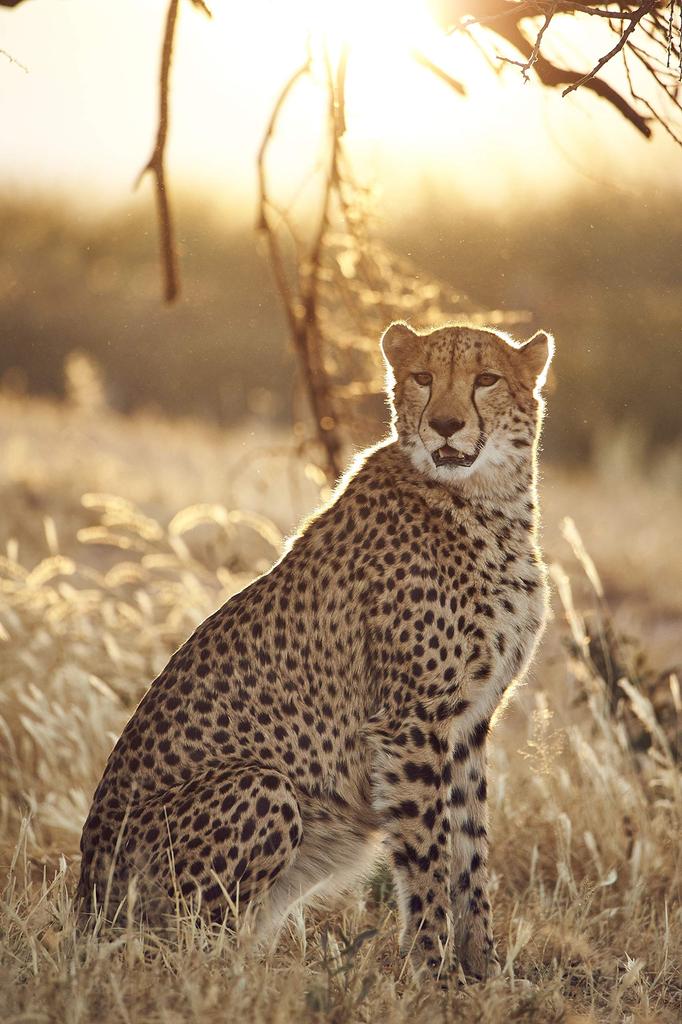 TAMRON Super Telephoto Zoom Lens SP Di VC USD G2 for Canon Full Size Compatible A022E 150-600mm F5-6.3