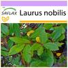 Лавр - 6 семян - Laurus nobilis
