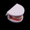 Typodont Demonstration Study Flesh Pink Gums Denture Model Teeth Model Standard Teeth Model
