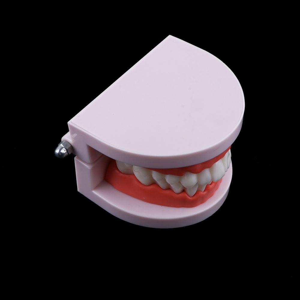 Typodont Demonstration Study Flesh Pink Gums Denture Model Teeth Model Standard Teeth Model