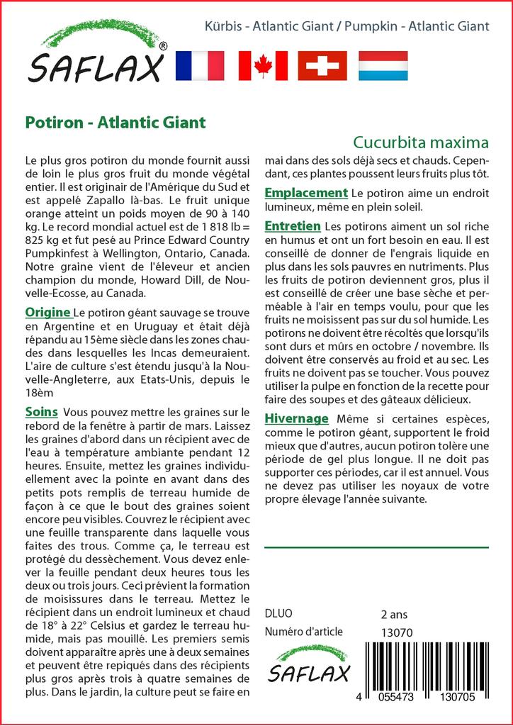 SAFLAX Тыква - Атлантический Гигант - 7 семян - Cucurbita maxima