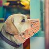 Dog Muzzle Anti-Biting and Anti-Barking Adjustable Basket Type Premium Plastic Comfort Fit Training Muzzle Xs