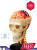 4D Puzzle Human Anatomy Model, Cranial Nerve Skull, 626005, Fame Master, 4D Master Educational Toy, STEM