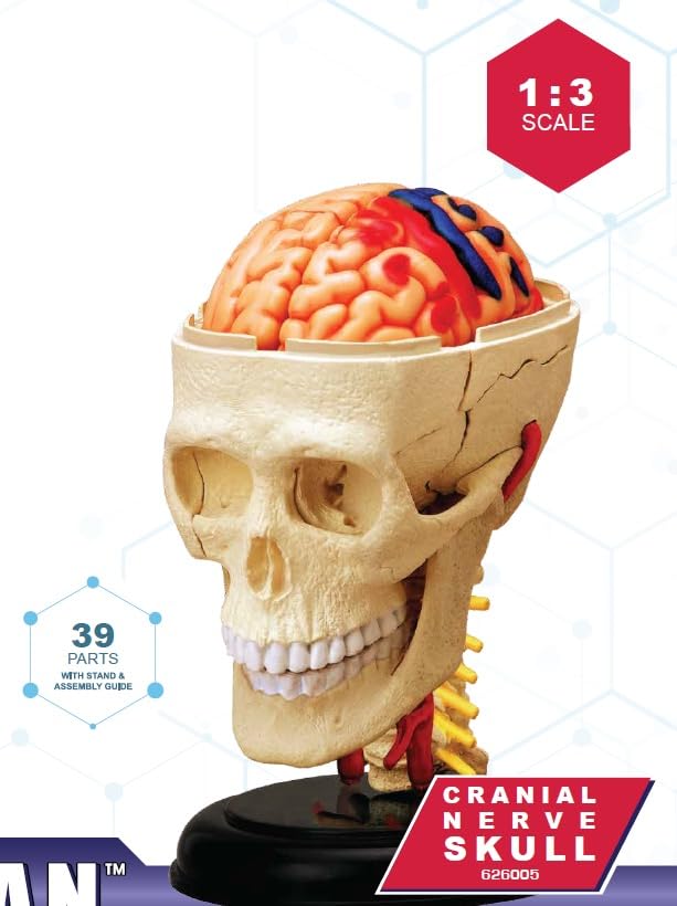 4D Puzzle Human Anatomy Model, Cranial Nerve Skull, 626005, Fame Master, 4D Master Educational Toy, STEM