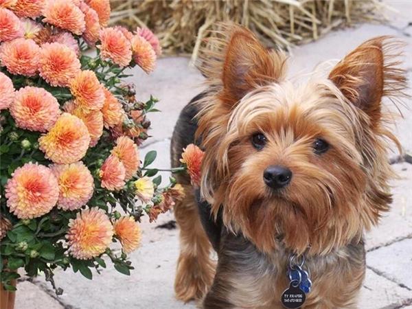 DIY 5d алмазная живопись кошка полная квадратная/круглая дрель Алмазная вышивка крестиком животное мозаика картина домашний декор