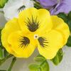 UV Resistant Artificial Pansy Vines Flexible Fake Flower Vines Eucalyptus Leaf Garland  Home Mantle