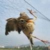 6-30m Nylon Net Bird-Proof Anti Bird Catcher Netting Garden Plants Climbing Net  Pest Control Tool