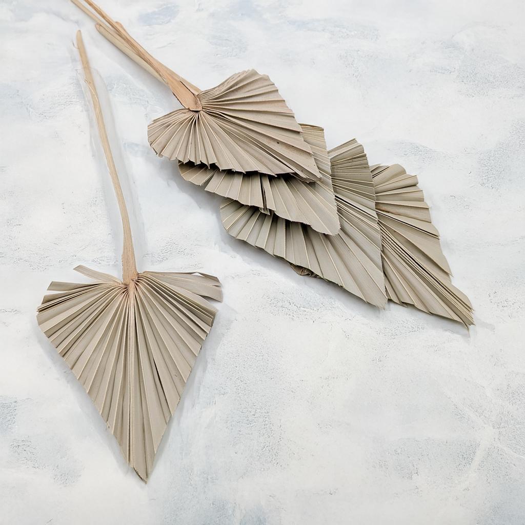 Palma Cięta, Wachlarz, Strzałka (Palm Spear) - Naturalna