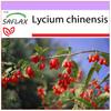 Ягоды годжи - 200 семян - Lycium chinensis