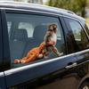 Наклейки Обезьянки Очаровательная Обезьянка Наклейка на Окно для Автомобиля и Стеклянных Поверхностей Легко Установить Снять Без Следов Виниловая Милая Животная Декорация