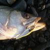 Megabass Minnow X-80SW S 4 GG Iwashi Lure, GG Iwashi 80.5mm