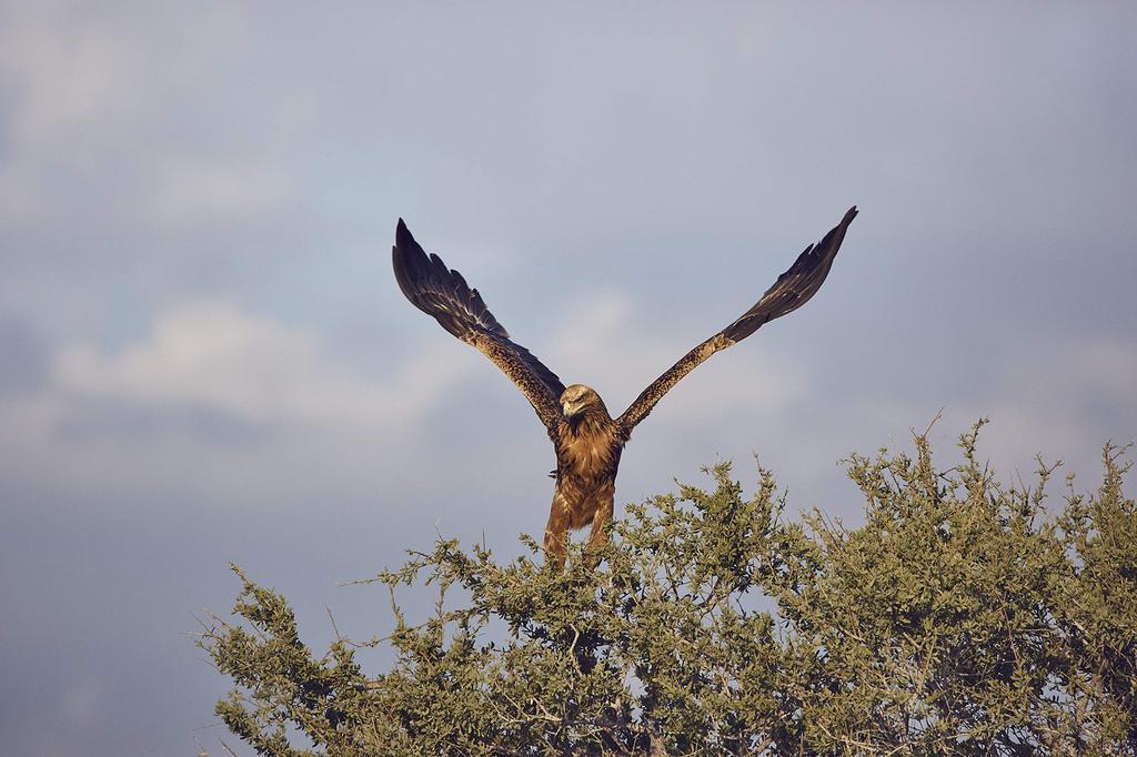 Супертелеобъектив с зумом TAMRON SP Di VC USD G2 для Nikon, совместимый с полноразмерным объективом A022N 150-600 мм F5-6.3