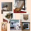 Ways In and Out 4 Sizes for Small Dogs,Cats ABS Material Pet Supplies Flap Door Cat Door Dog Gates