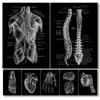 Black White Human Anatomy Skeleton Organ Muscle System Medical Science Poster Canvas Wall Art Picture Clinic Pharmacy Decoration