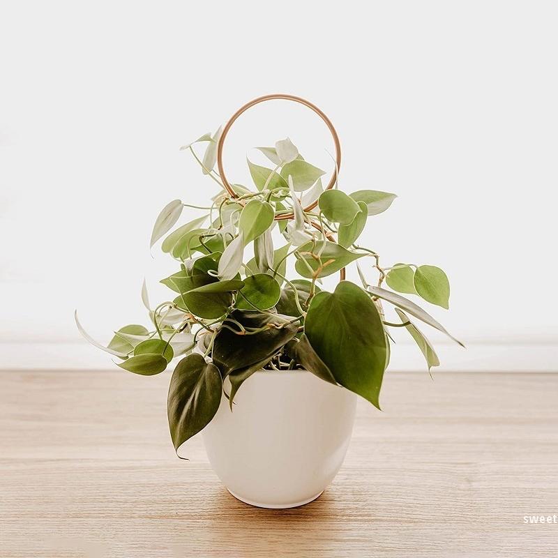 Садовое растение опора для лазания каркас креативная подпорка для растений металлическая фиксирующая штанга для растений шпалера для лазания лиан кронштейн для горшечных цветов