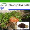 Живой гранит - 40 семян - С горшечным субстратом для лучшего выращивания - Pleiospilos nelii